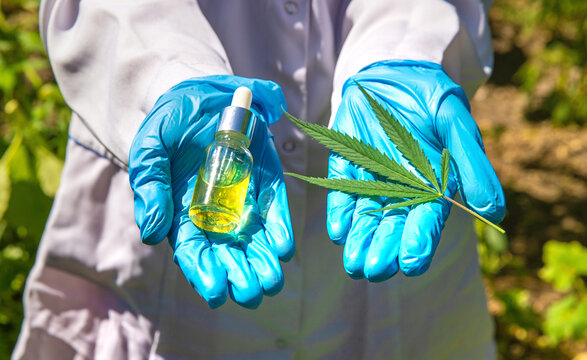 Cannabis growing, medical check. Selective focus.