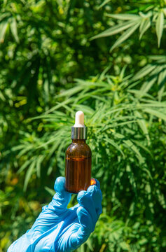 Cannabis growing, medical check. Selective focus.