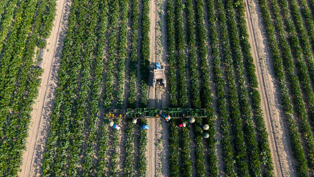 Aerial view of farm workers harvesting fresh zucchini while a tractor slowly carries boxes through the field in San Giuliano Milanese, Lombardy, Italy.