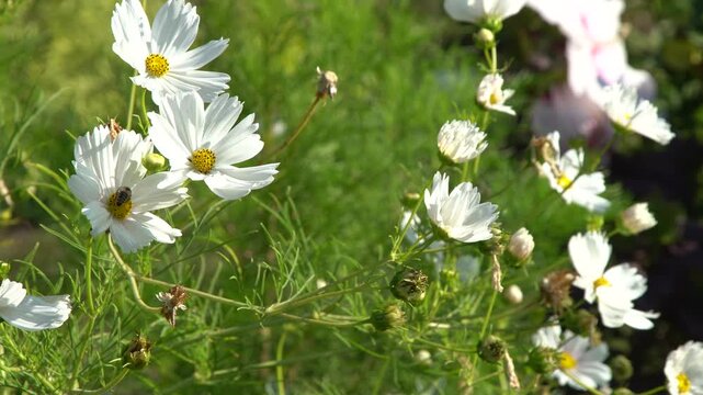 White Cosmos Flowers in Meadow garden Green Foliage floral Background. Flower blooming. Bee pollen. Grow plant.