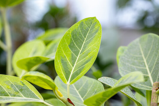 Variegated leaves of Ficus altissima, commonly known as council tree and lofty fig, showing prominent veins and fresh green foliage in a detailed botanical close-up.