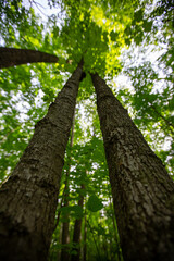 Obraz premium Steep Upward Forest Canopy View Through Towering Trees