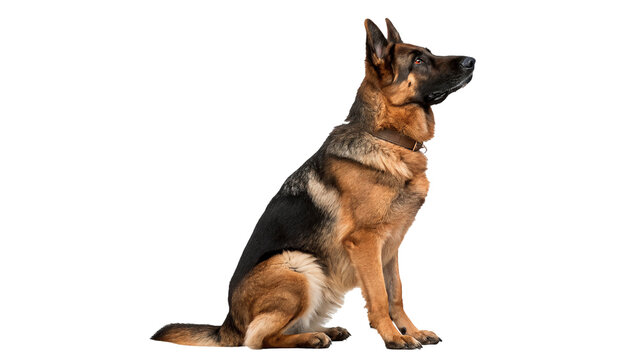 Cute german shepherd puppy dog sitting and looking up isolated on transparent background