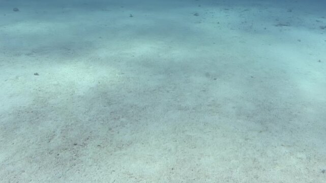 The sandy seabed of a shallow marine area. It shows various organisms and movement patterns at different points in time. The color scheme features shades of blue and light tan.