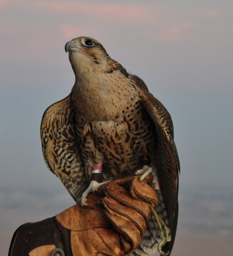 Falcon perched on a leather handler glove during sunrise in the desert.