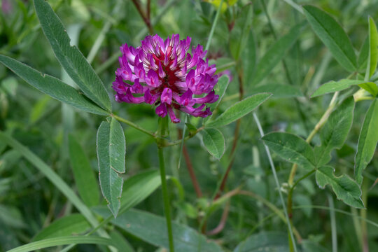 Horizontal macro of a vibrant purple red clover flower head with green trifoliate leaves in a meadow. Great for botanical art, pollinator garden themes, and wildflower photography prints.