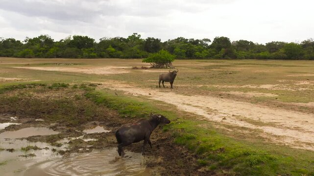 Wild buffaloes in the national park of Sri Lanka in their natural habitat.