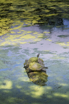 Slider Turtles Bask in The Sun Covered in Duckweed