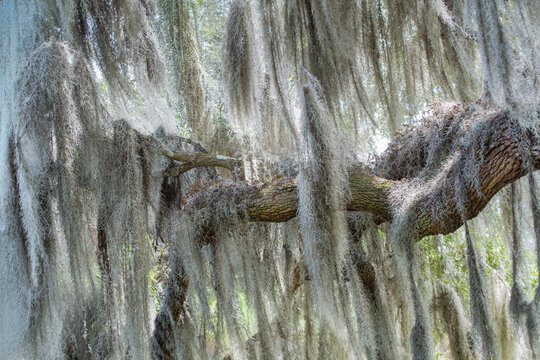 Spanish Moss Hangs from an Oak Tree in South Carolina