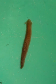 Planarian flatworm dugesia regenerating on green background