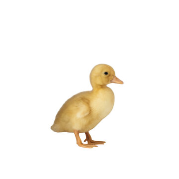 Cute fluffy yellow duckling standing isolated on transparent background