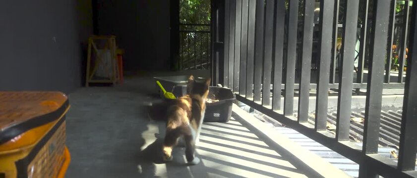 Two cats explore and rest beside a litter box on a sunlit balcony, with strong shadow lines and a quiet, domestic morning atmosphere that feels warm and peaceful.