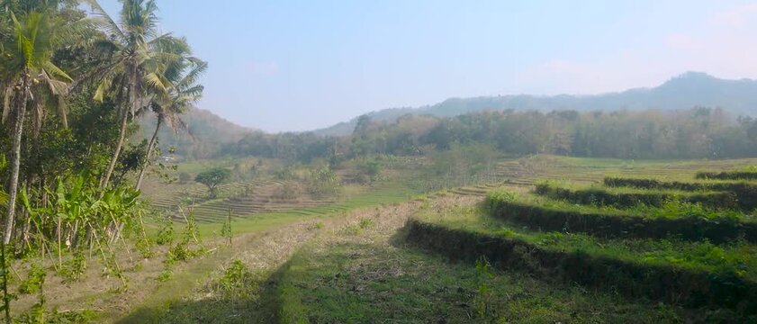 Sunlit terraced rice fields stretch across rolling hills beside a country road with colorful flags and walkers, conveying rural calm, travel, and agricultural scenery in a tropical landscape.