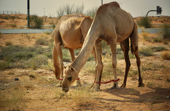 Two dromedary camels resting in a sandy desert landscape in the United Arab Emirates.