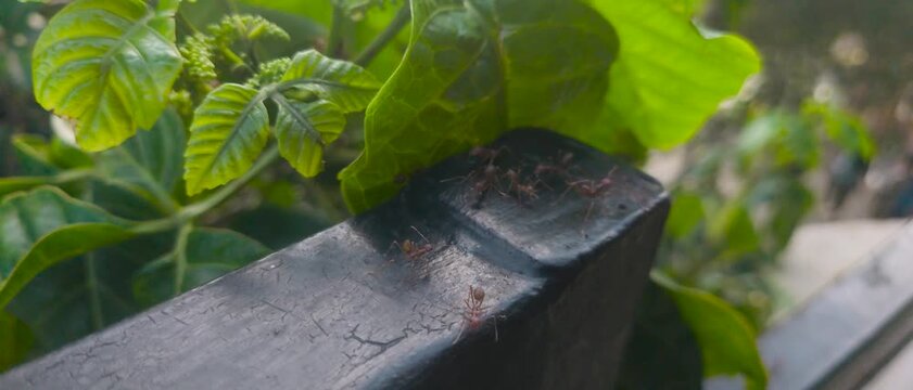 Close-up photograph of ants crawling along a weathered railing with vibrant green leaves behind, capturing insect behavior, teamwork, texture and the quiet details of urban nature in soft natural