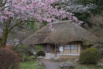 日本：和紙の里／サクラと茅葺屋根の建物／埼玉県東秩父村・4月 © yumiko