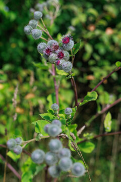 Greater burdock flower heads with hooked bracts bloom on a green plant in summer. Concept of Arctium lappa growth, wild flora, seed formation, biodiversity and botanical observation.