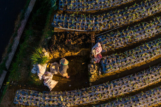 Aerial view of a farmer wearing a traditional conical hat working in terraced vegetable fields with plastic mulch under golden hour light in Kaliangkrik, Central Java, Indonesia.