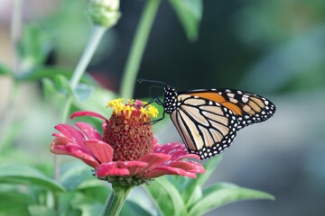 Vibrant monarch butterfly resting on a blooming pink zinnia flower in a sunny summer garden setting, showcasing intricate wing patterns and nature © Kaleem