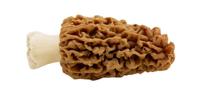Brown morel mushroom with textured cap and pale stem, isolated on transparent background