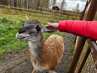 Person gently pets a curious alpaca behind a fence. Alpaca stands calmly in a grassy, muddy enclosure. Person wears a bright red jacket, reaching through a wooden fence. Background shows autumn trees © Pavel Losevsky