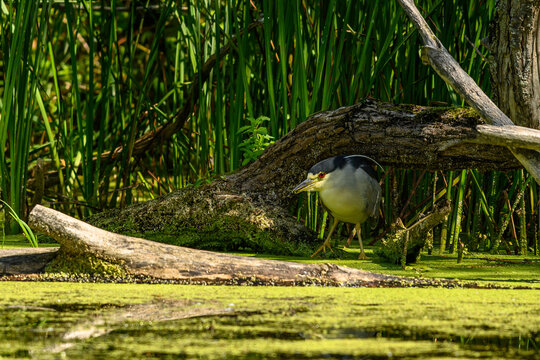 Adult black-crowned night heron (Nycticorax nycticorax) perched on a fallen log in a lush wetland on the Toronto Islands