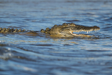 Fototapeta premium Crocodile swimming in the Chobe River with open jaws