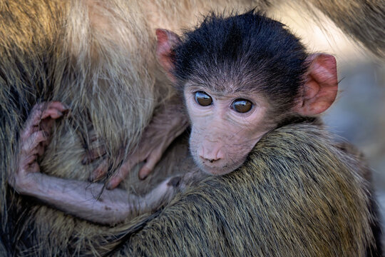 Baby baboon held by mother in Botswana