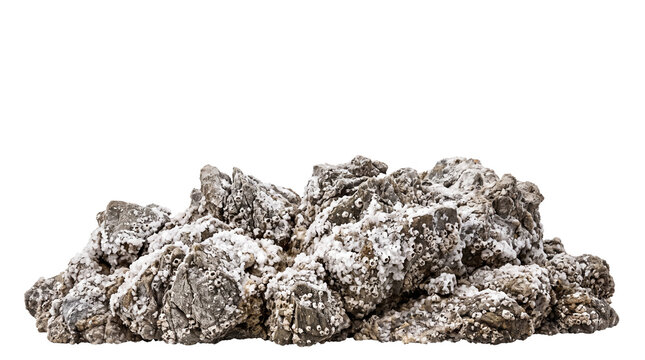 Rugged coastal rocks covered in white barnacles and sea salt isolated on transparent background