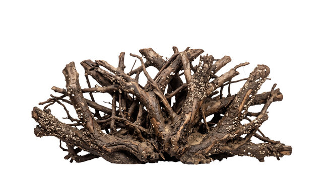 Weathered driftwood branch with barnacles isolated for marine decor on transparent background