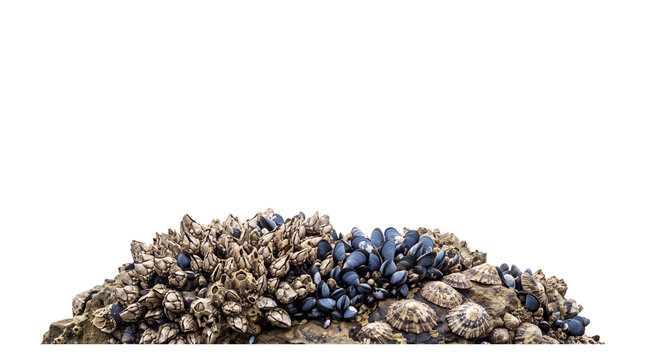 Cluster of mussels, barnacles, and limpets on a rock isolated on transparent background