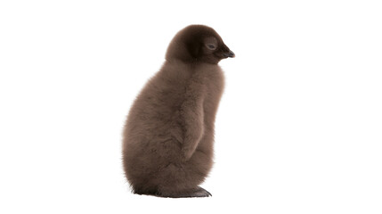 Fluffy brown penguin chick standing, isolated on transparent background © Charlie