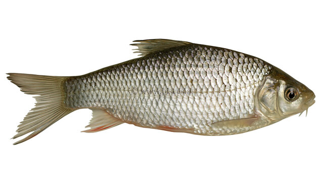 Single small silver fish with detailed scales, isolated on transparent background