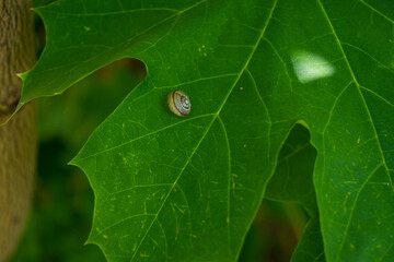 A tiny snail shell resting on a large green maple leaf with visible veins and natural texture in a summer garden with soft bokeh background © Margarita