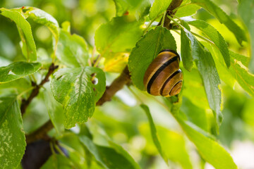A striped grove snail with brown and yellow shell resting on a tree branch with green leaves in a sunlit summer garden with soft bokeh © Margarita