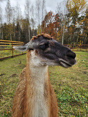 Naklejka premium Llama stands in grassy field with autumn trees in background. Brown fur, dark face, and alert eyes dominate the frame. Soft natural light illuminates its calm, observant expression