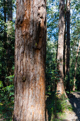 Obraz premium Close-up view of brown tree trunk.