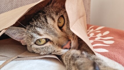 Cute young tabby cat relaxing in the bag.  © astaszczyk