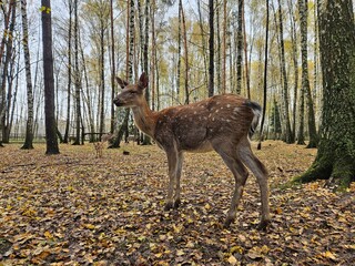 Naklejka premium Young deer stands in a forest with fallen leaves. Trees rise tall around it, displaying autumn colors. Golden leaves blanket the ground beneath its paws. Deer gazes forward, alert