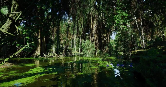 Sunlit lagoon with floating algae and roots examined by scientist, Researcher studying plant development and water quality in sunlit mangrove wetland