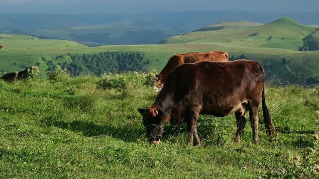 Cows grazing on a green hillside pasture