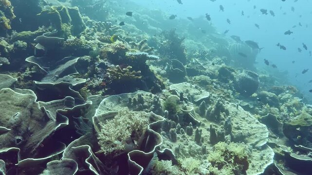 Gentle currents reveal a stunning coral garden in the Indo Pacific waters of Indonesia. A colorful array of marine life thrives in this underwater paradise, showcasing nature's artistry and beauty.