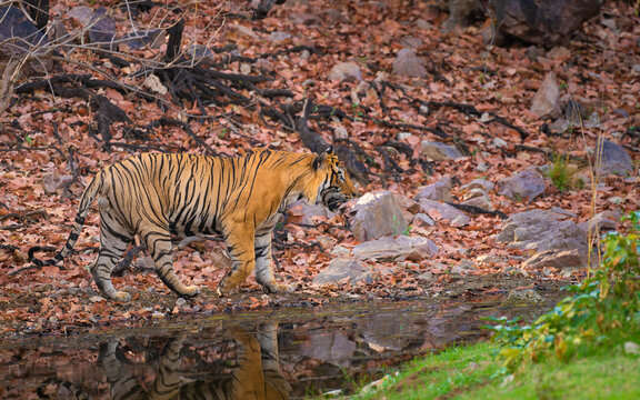 A Bengal tiger walks beside a forest waterhole in Ranthambore National Park, Rajasthan, with its reflection visible in the calm water amid dry leaves, rocks and woodland vegetation.