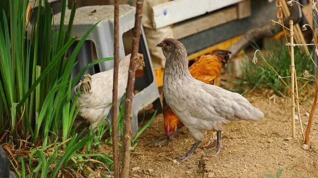 Flock of Free Range Chickens Gathering on Farm Yard Ground 4K