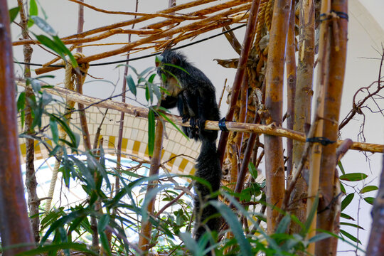 Ritratto di una scimmia Pithecia femmina sui rami di un albero
