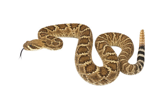 Brown Patterned Coiled Snake in Side View Isolated on Transparent Background