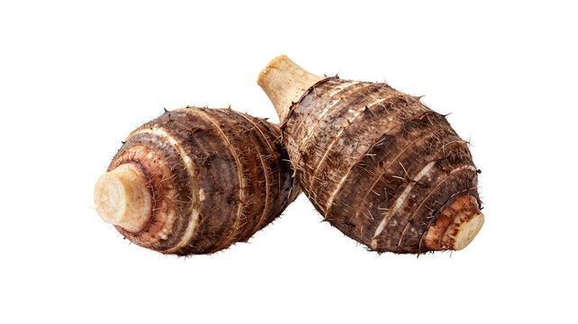 Two fresh whole taro roots isolated on a pure white background for culinary and food concepts