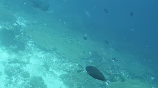 Shimmering blue trevally fish glide over a sunlit tropical reef in the deep ocean during a bright afternoon.