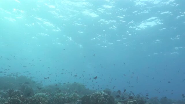 Golden morning rays pierce the Pacific's blue waters as colorful fish drift past vibrant coral reefs, while gentle tides roll across the seafloor.