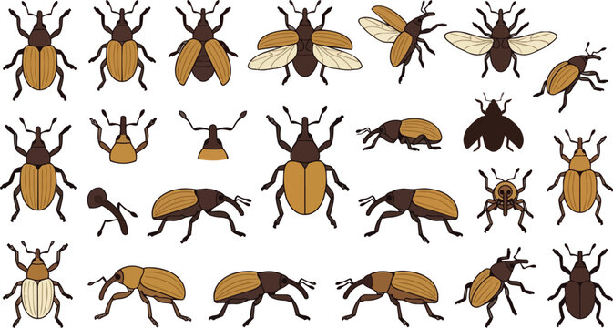 Weevil beetle set, insect and pest for agriculture, garden and entomology collections. Grain curculio, snout bug and boll species for crop protection, farm biology and nature education materials